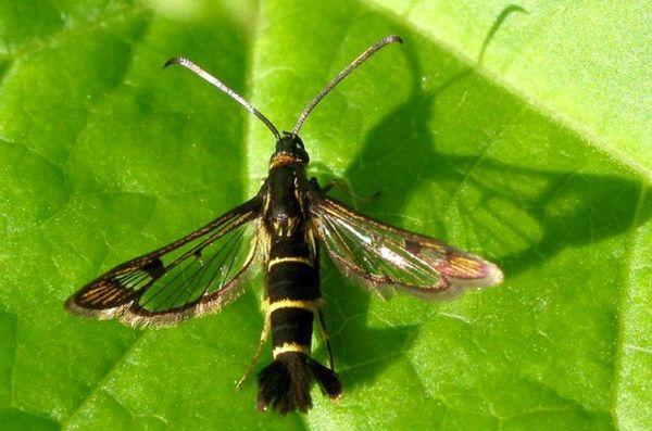 เรือนกระจกลูกเกด