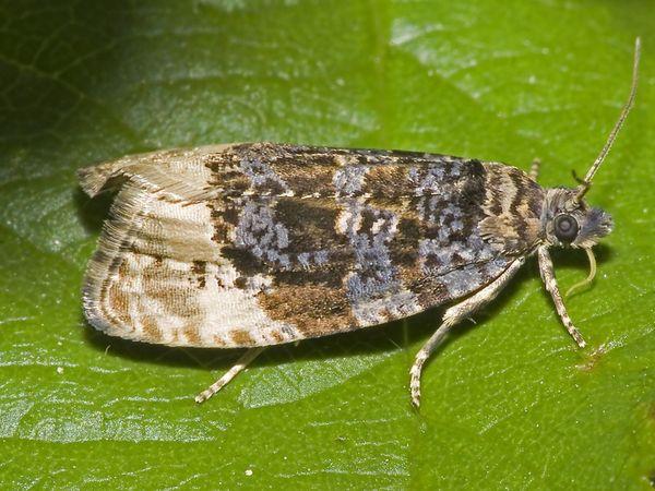 ลูกกลิ้งใบไม้