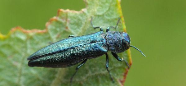 จูเวลวีดลูกเกด