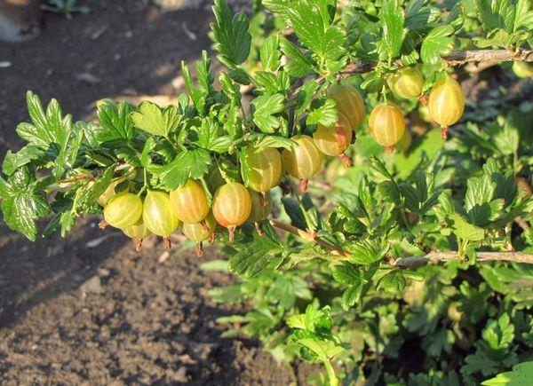 ดอกมะยม