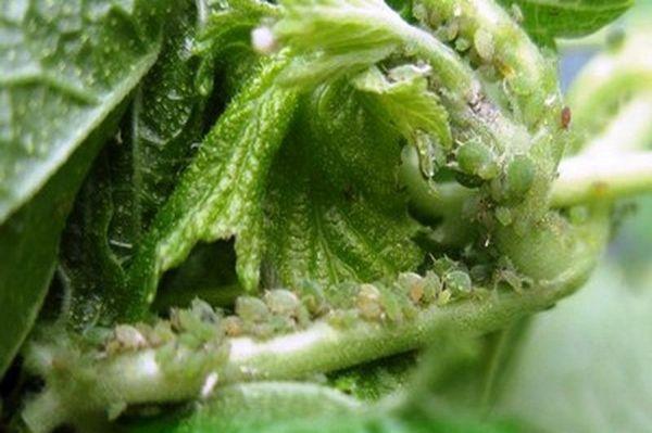 เพลี้ยอ่อนลูกเกด