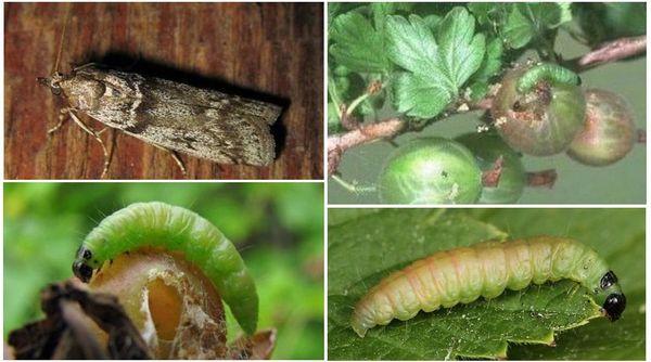 ผีเสื้อกลางคืนไฟ