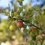 ลูกเกดฝรั่ง