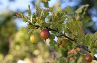 ลูกเกดฝรั่ง