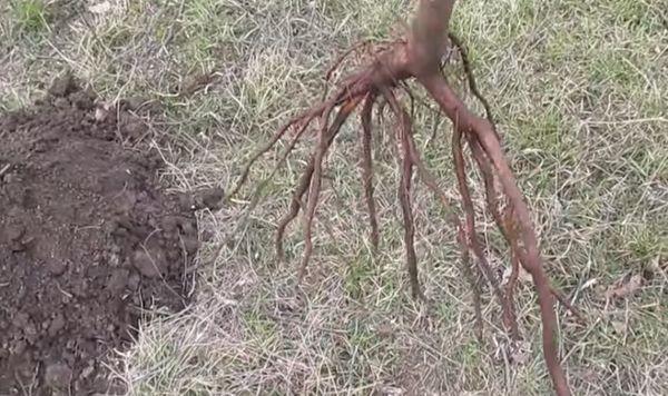 วัสดุปลูก