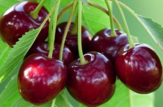 ผลเชอร์รี่