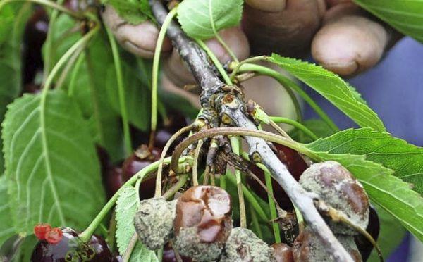 โรคเน่าสีเทา