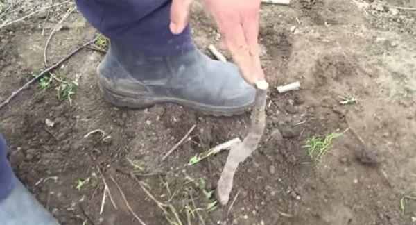 ต้นกล้าในดิน