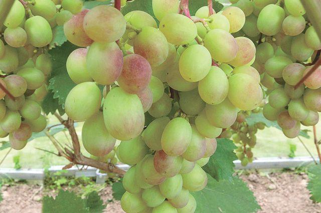 องุ่นสุก