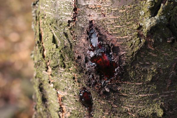 Causes et traitement des maladies des cerises, méthodes de lutte antiparasitaire