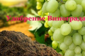 ปุ๋ยคอก