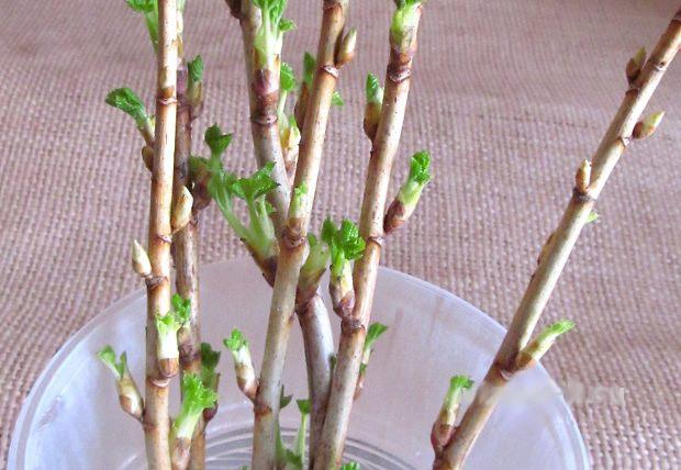 การขยายพันธุ์ลูกเกดประดับ