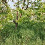 ต้นไม้ดอก