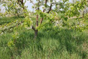 คำอธิบายและการปลูกเชอร์รี่สีชมพูพันธุ์ Bryansk แมลงผสมเกสร