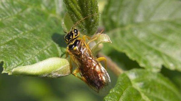 Tenthrède des drupes