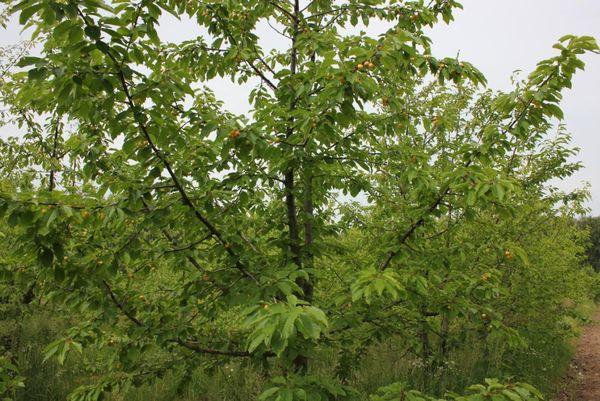 ต้นเชอร์รี่