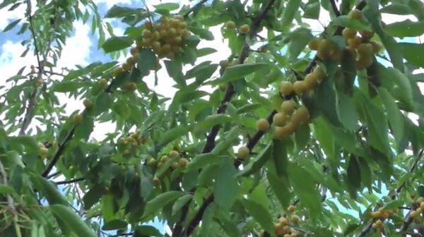 การประมวลผลสปริง