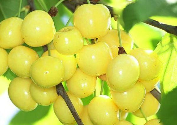 ผลเบอร์รี่สีเหลือง