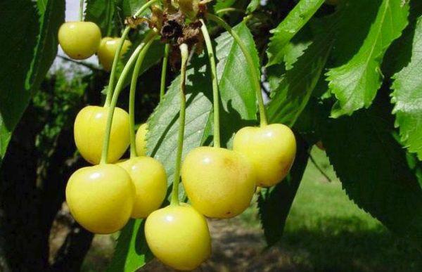 แมลงผสมเกสรสำหรับ Chermashnaya