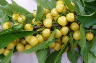 เชอร์รี่กลางฤดู