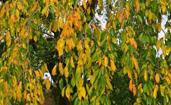 เชอร์รี่ในฤดูใบไม้ร่วง