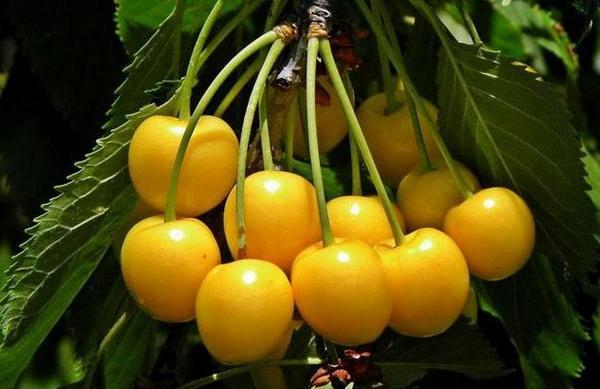 เชอร์รี่สีเหลือง