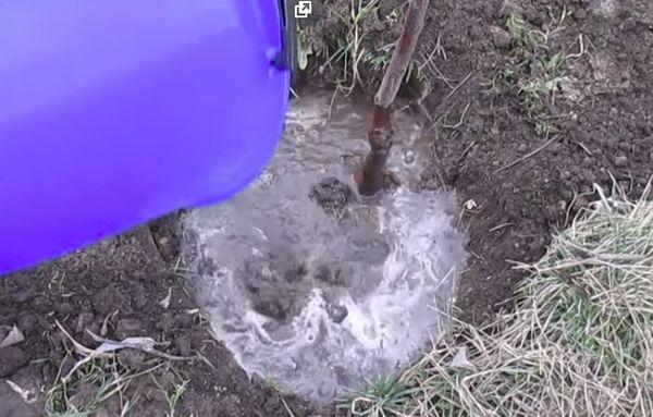 การรดน้ำต้นกล้า