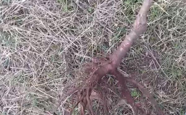 ต้นกล้าที่มีราก