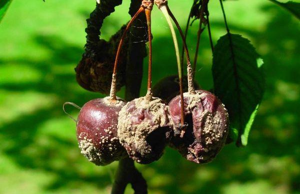 โรคโมนิลิโอซิสของเชอร์รี่