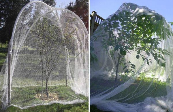 คลุมเชอร์รี่ด้วยตาข่าย