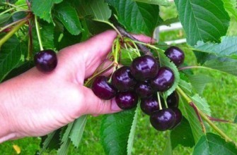 ผลเบอร์รี่สุก