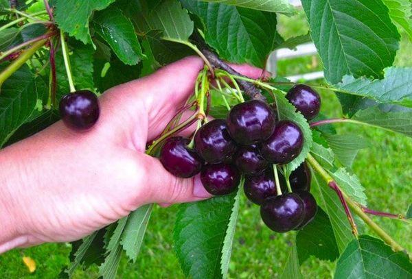 ผลเบอร์รี่สุก