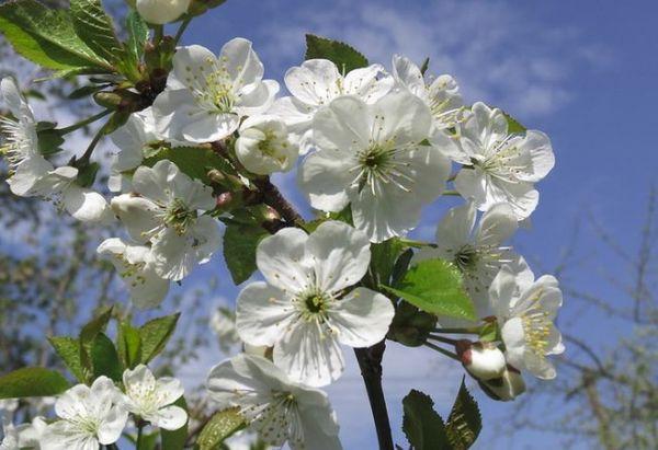 ดอกซากุระ