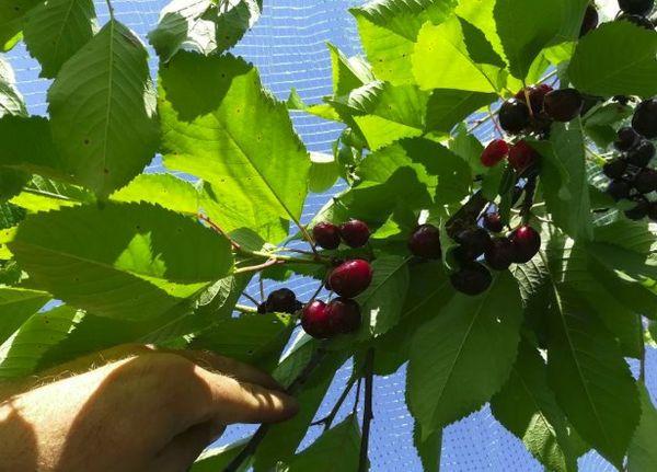 เชอร์รี่ ออฟสตูเชนกา