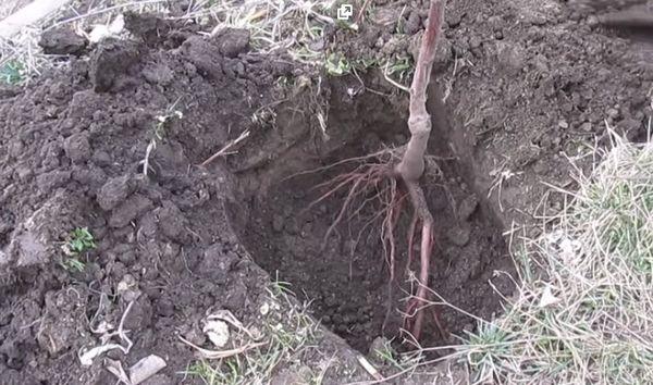 ต้นกล้าในดิน