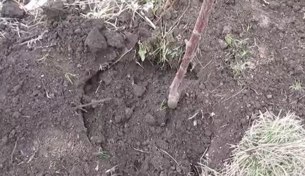 การปลูกต้นเชอร์รี่