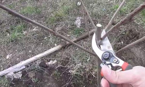 การตัดแต่งกิ่ง