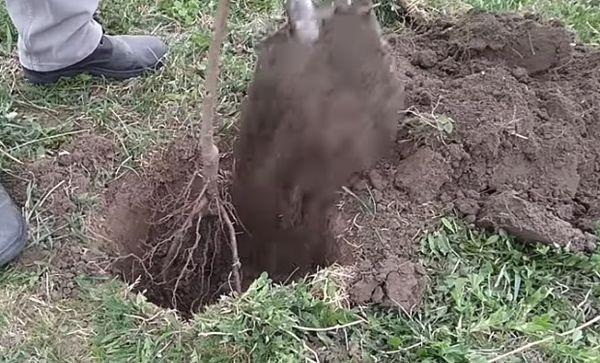 planter des cerisiers