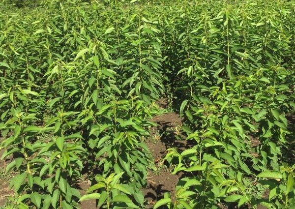 propagation par bouturage