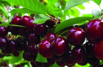 เบอร์รี่หวาน