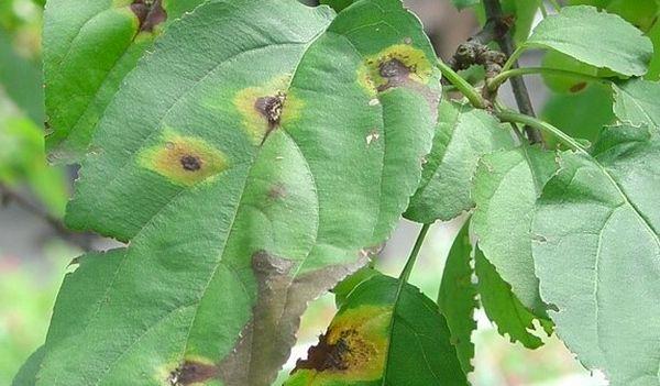 การป้องกันโรค