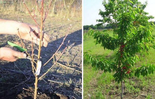 การตัดแต่งกิ่งที่ถูกสุขลักษณะ