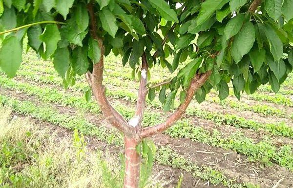 เชอร์รี่สาว