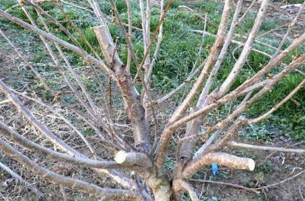 การตัดแต่งกิ่งไม้