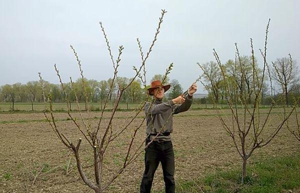 การตัดแต่งกิ่งในฤดูใบไม้ผลิ