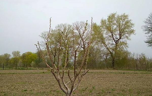 ต้นกล้าในทุ่งนา