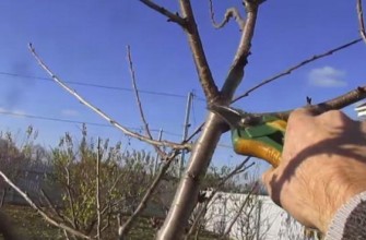 การตัดแต่งกิ่งในฤดูหนาว