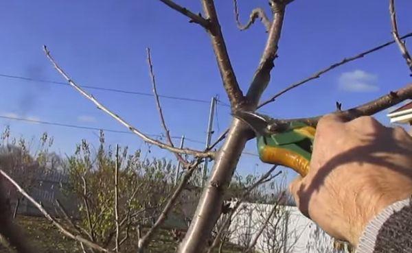 การตัดแต่งกิ่งในฤดูหนาว