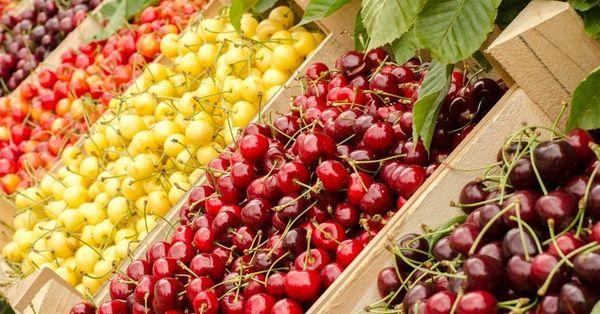 différentes variétés de cerises