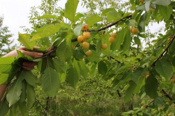 กิ่งก้านที่มีผลเบอร์รี่